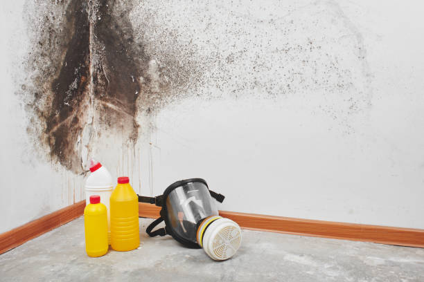 Trusted Crane, MO Mold Remediation Experts