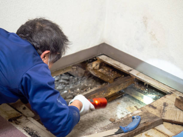 Best Residential Mold Remediation in Crane, MO