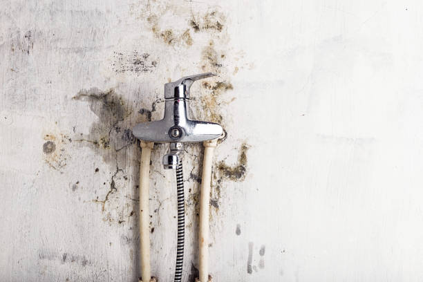 Best Kitchen Mold Remediation in Crane, MO