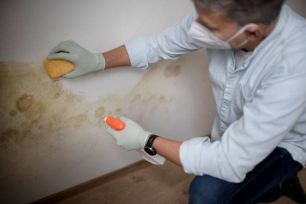 Best Black Mold Remediation in Crane, MO