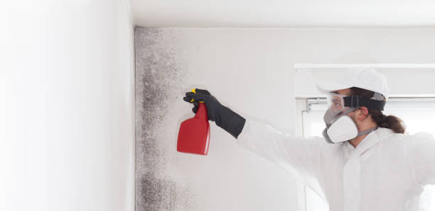Best Attic Mold Remediation in Crane, MO