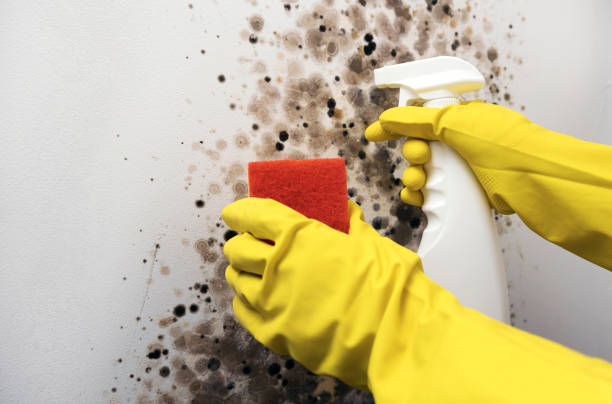 Best Post-Flood Mold Remediation in Crane, MO