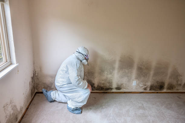 Best Mold Remediation for Specific Building Types in Crane, MO
