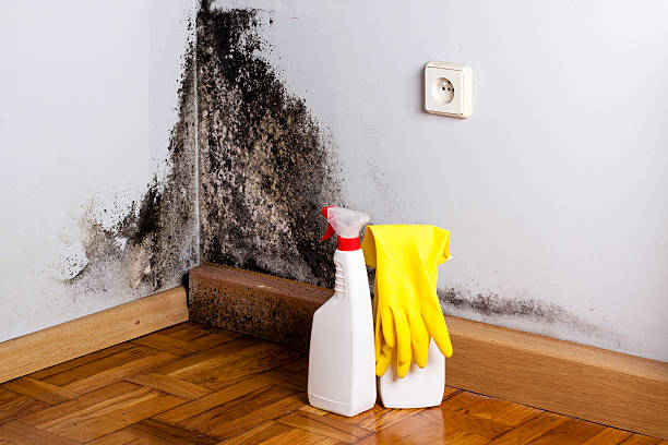 Best Insurance-Related Mold Remediation in Crane, MO